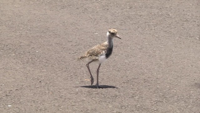 ナンベイタゲリ（lampronotus） - ML201862301