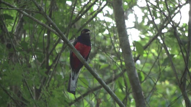 Surucua Trogon (Red-bellied) - ML201862341