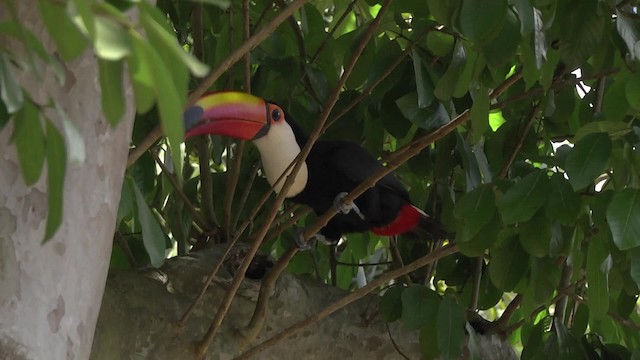 Toco Toucan - ML201862361