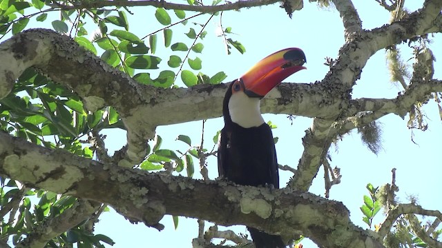 Toco Toucan - ML201862371