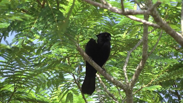 Giant Cowbird - ML201862401