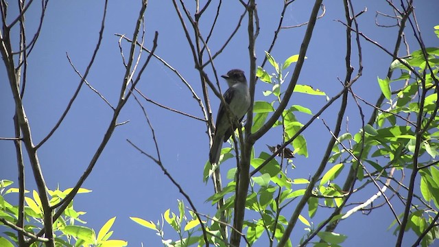 Swainson's Flycatcher (swainsoni Group) - ML201862411