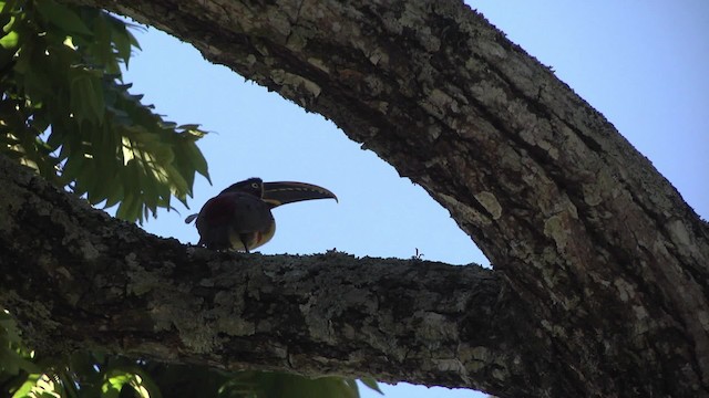 Chestnut-eared Aracari - ML201862431