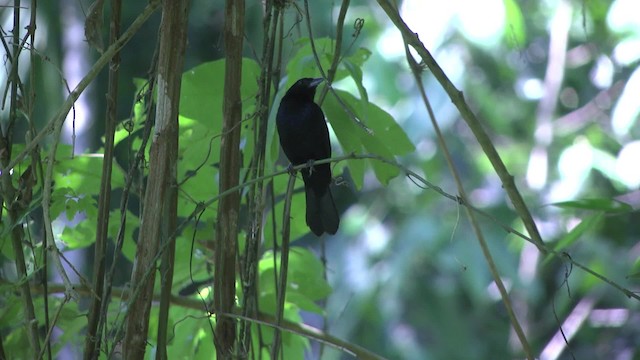 Ruby-crowned Tanager - ML201862441