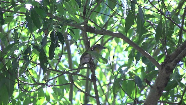 Bécarde verte (viridis) - ML201862481