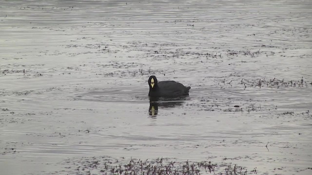 Red-gartered Coot - ML201862501