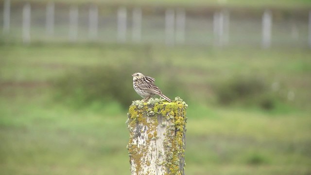 Correndera Pipit (Correndera) - ML201862511