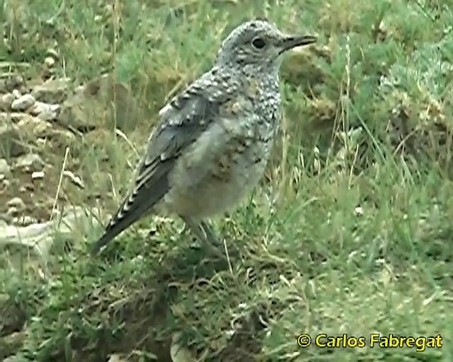 Rufous-tailed Rock-Thrush - ML201862561