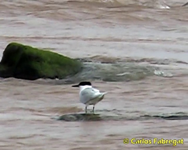 Sandwich Tern (Eurasian) - ML201862611