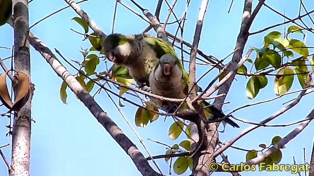 Monk Parakeet (Monk) - ML201862631