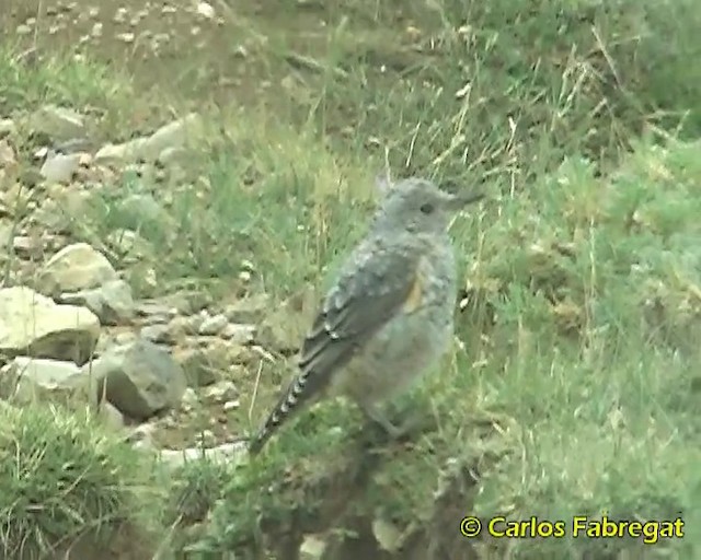 Rufous-tailed Rock-Thrush - ML201862691