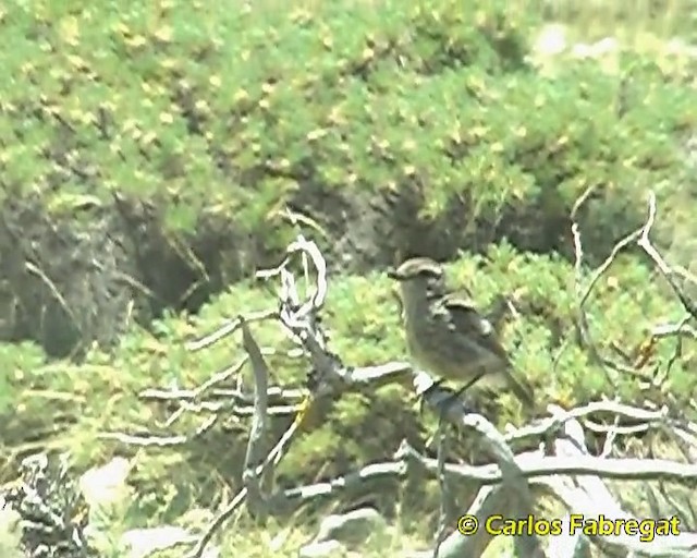 Spotted Flycatcher (Spotted) - ML201862731