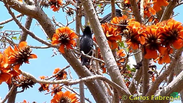 Spotless Starling - ML201862881