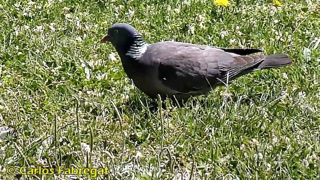 Common Wood-Pigeon (White-necked) - ML201863101