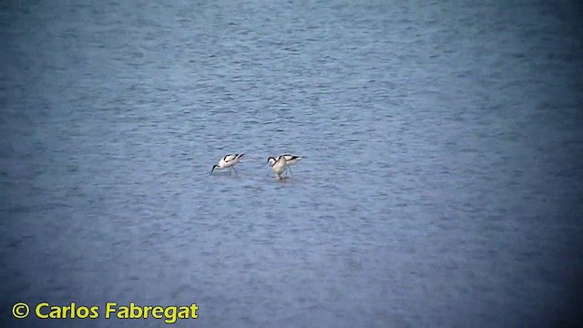 Pied Avocet - ML201863141