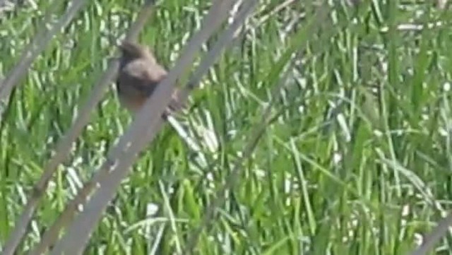 Bluethroat (Red-spotted) - ML201864131