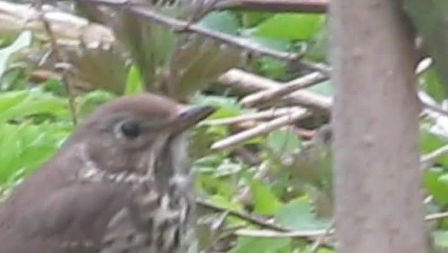 Song Thrush - ML201864311