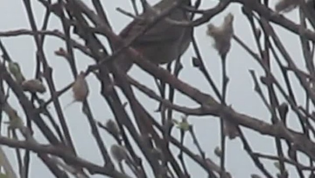 Bluethroat (Red-spotted) - ML201864601