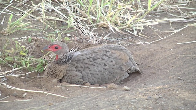 Francolin de Swainson - ML201864831