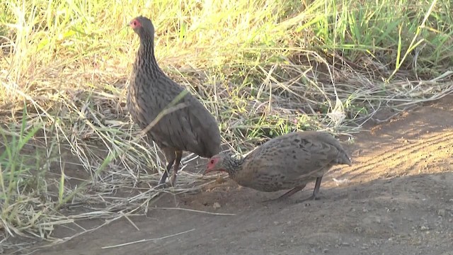 Swainson's Spurfowl - ML201864841