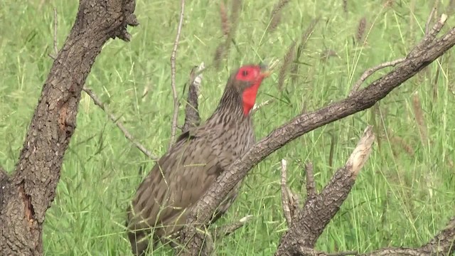 Francolin de Swainson - ML201864851