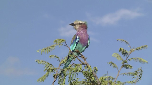 mandelík fialovoprsý (ssp. caudatus) - ML201864861