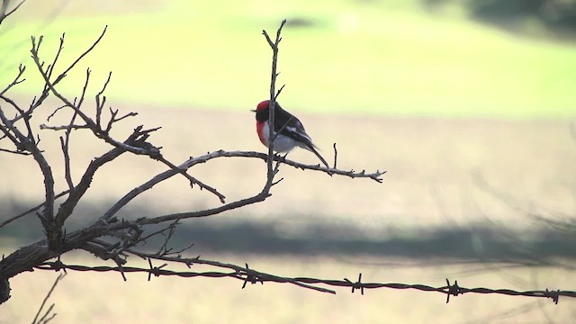 Red-capped Robin - ML201864891