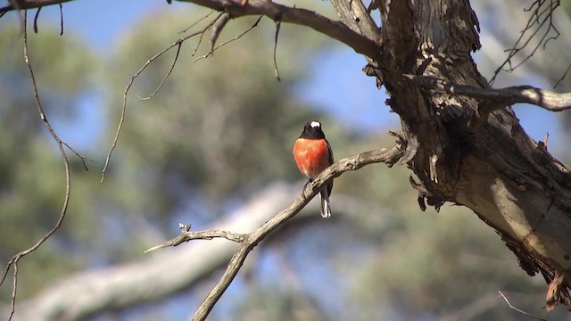 サンショクヒタキ（campbelli） - ML201864911