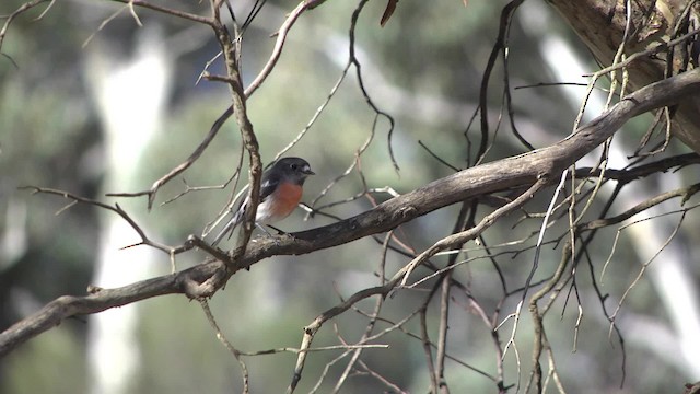 skarlagenflueskvett (campbelli) - ML201864921