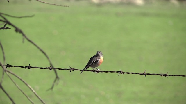 Scarlet Robin (Campbell's) - ML201864931