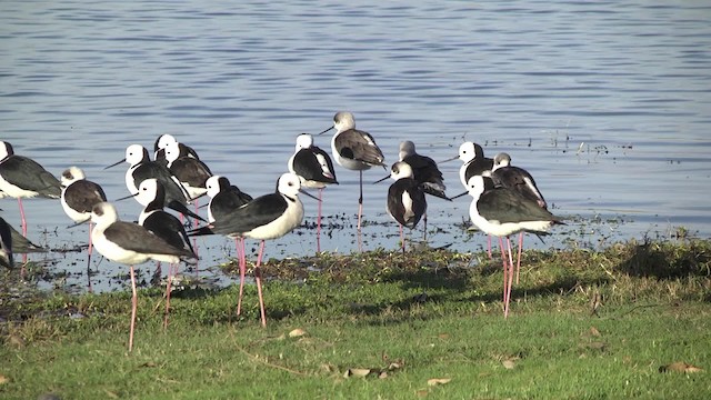 Pied Stilt - ML201864951