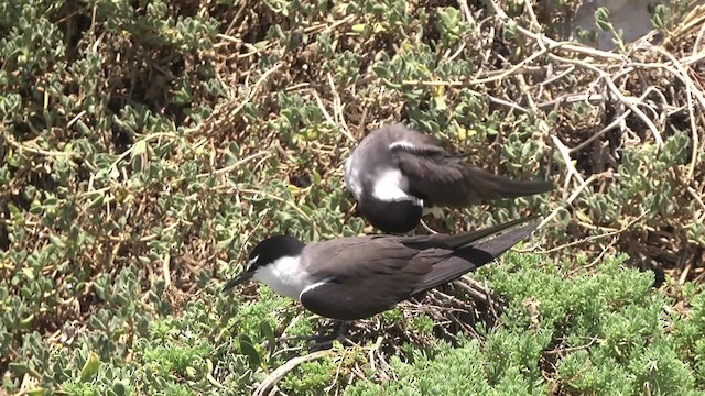 Bridled Tern - ML201864961