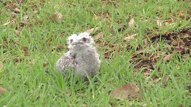 Tawny Frogmouth - ML201864981