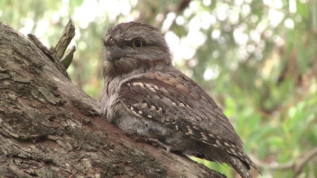 Tawny Frogmouth - ML201864991