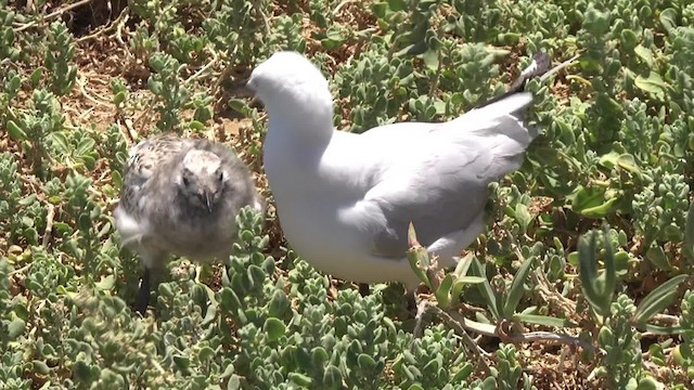 Mouette argentée (novaehollandiae/forsteri) - ML201865001