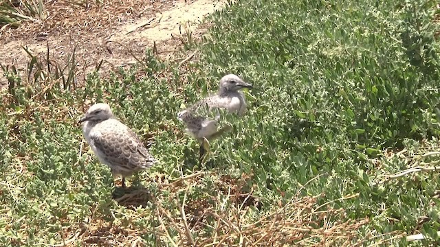 Gaviota Plateada (australiana) - ML201865011