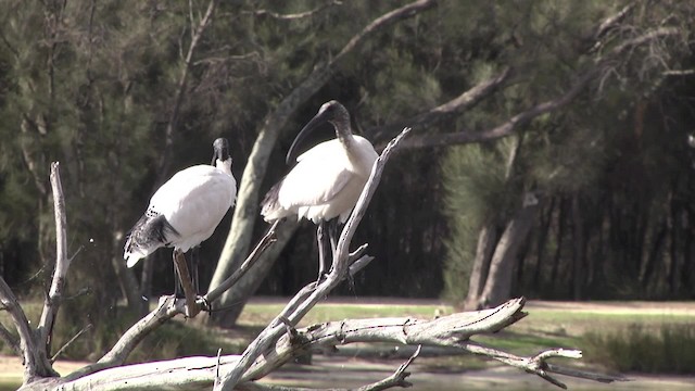 Australian Ibis - ML201865051