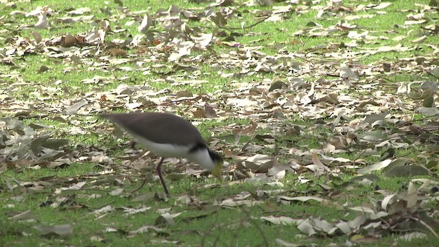 Masked Lapwing (Black-shouldered) - ML201865061