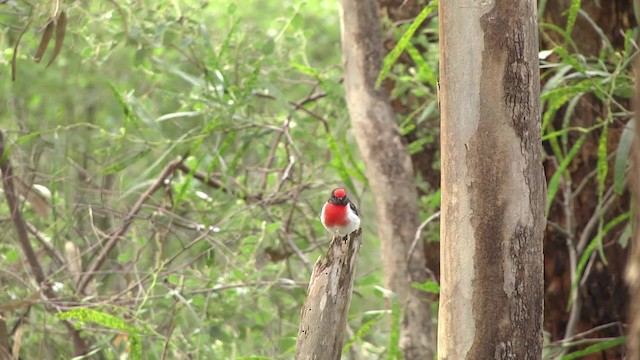 Red-capped Robin - ML201865081