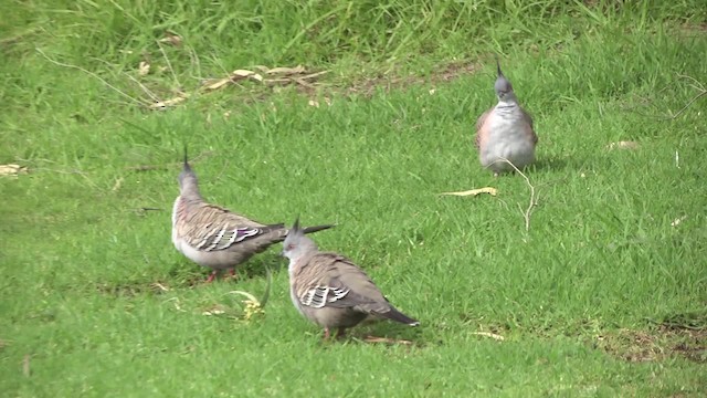 Crested Pigeon - ML201865121