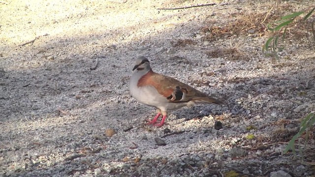 Brush Bronzewing - ML201865141