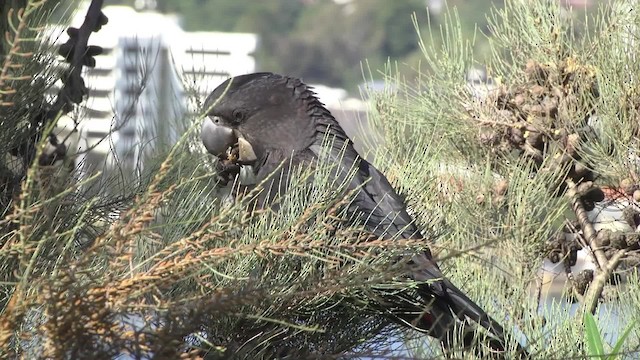 Red-tailed Black-Cockatoo - ML201865151