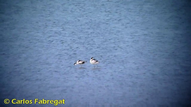 Avoceta Común - ML201865221