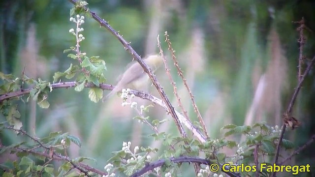 Melodious Warbler - ML201865481