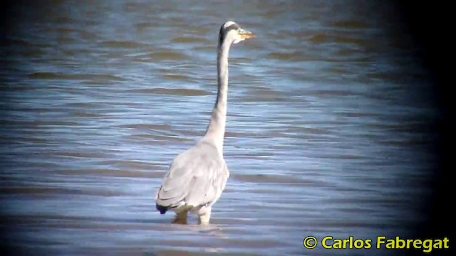 Gray Heron (Gray) - ML201865491