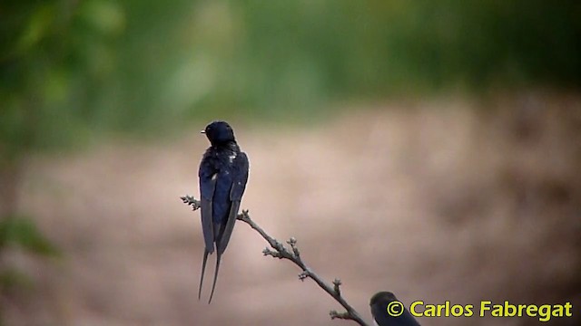 Barn Swallow (White-bellied) - ML201865551