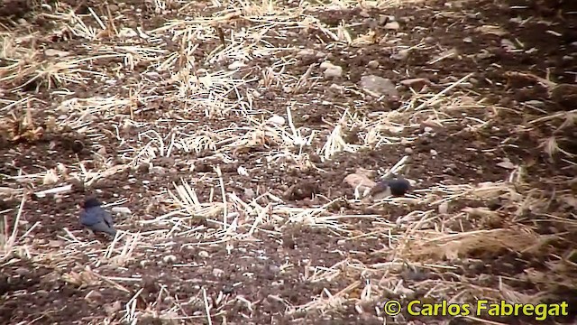 Barn Swallow (White-bellied) - ML201865591