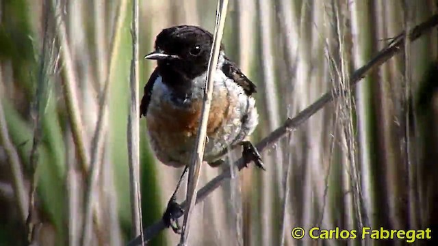 European Stonechat - ML201865671