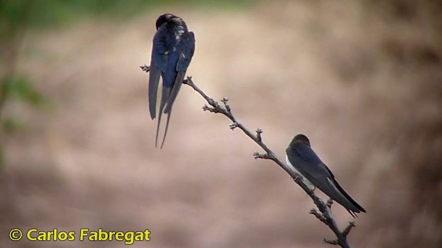 Barn Swallow (White-bellied) - ML201865751