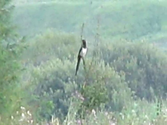 Eurasian Magpie (Eurasian) - ML201865911